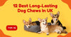 12 Best Long-Lasting Dog Chews In UK