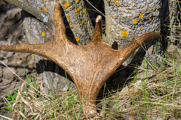 Why Deer Antlers Are the Best Chews for Dogs