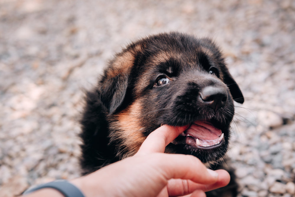 Should You Brush Your Dog's Teeth?