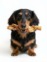 Happy long-haired dachshund holding Floppy Ear air dried beef strip chew in its mouth on white background