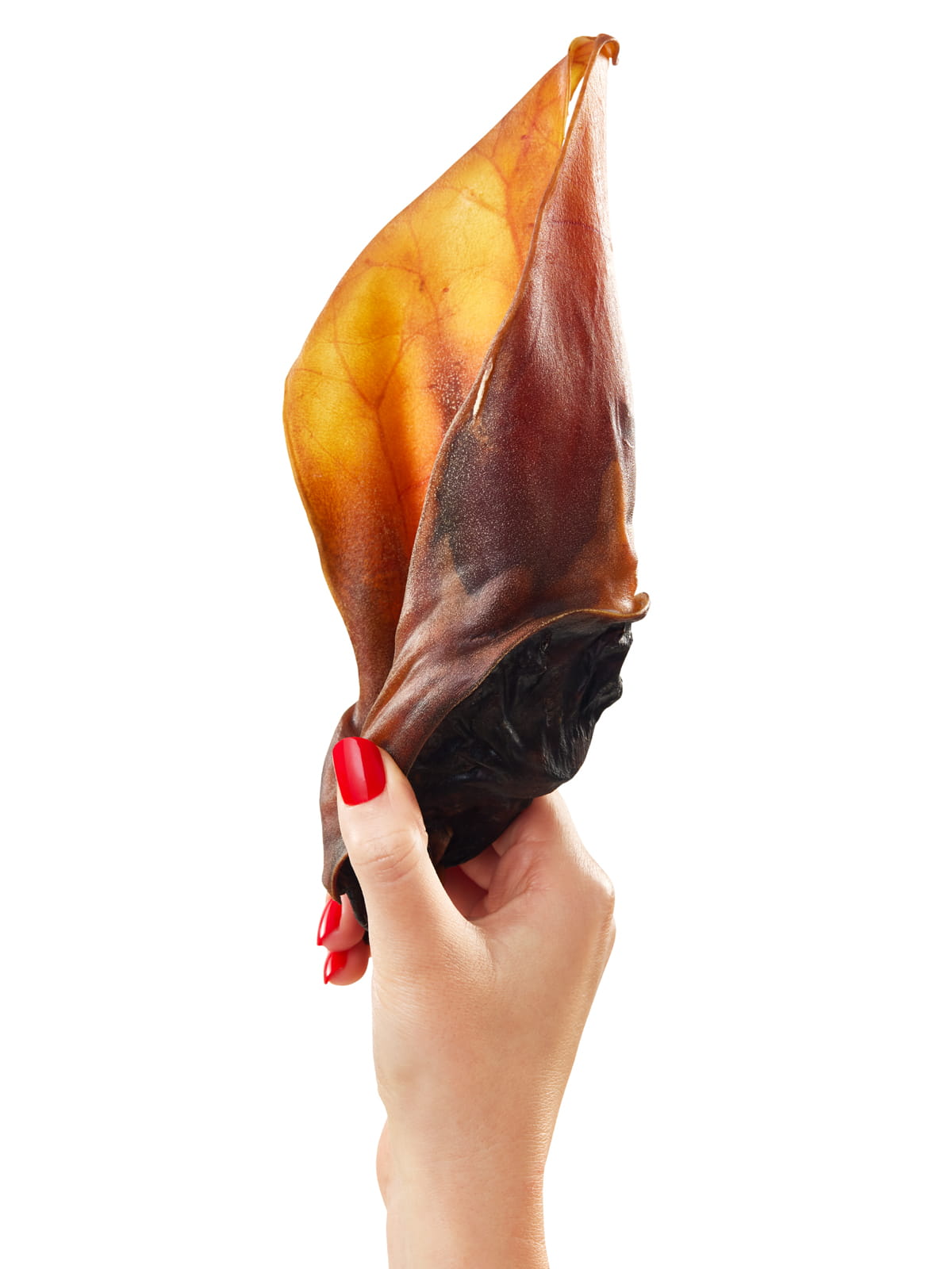 Hand with red nails holding a single large Floppy Ear natural dried beef ear dog chew showing detailed texture and size