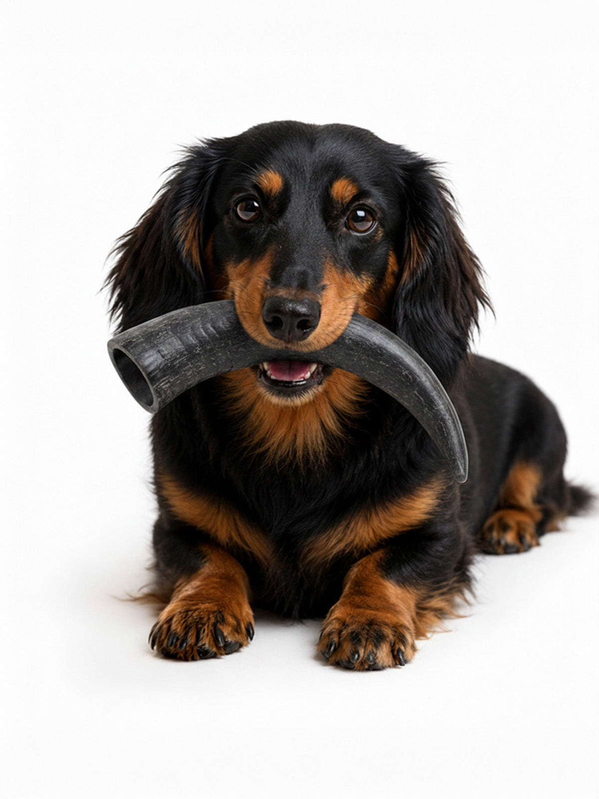 Black and tan dachshund holding a natural buffalo horn dog chew from Floppy Ear – long-lasting dental treat for strong chewers