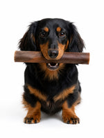 Black and tan dachshund holding a natural camel skin roll dog chew from Floppy Ear – single protein, air-dried long-lasting treat