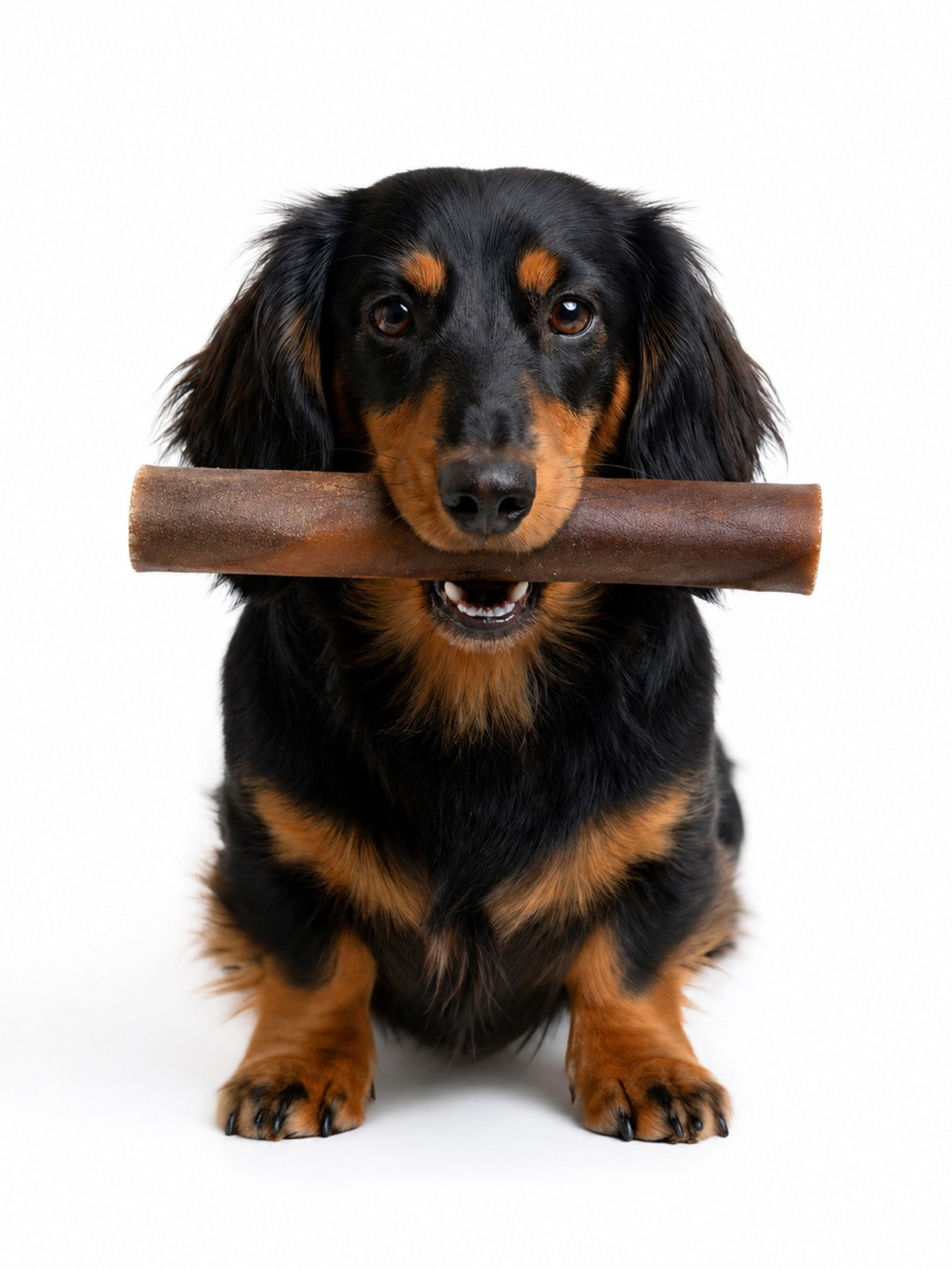 Black and tan dachshund holding a natural camel skin roll dog chew from Floppy Ear – single protein, air-dried long-lasting treat