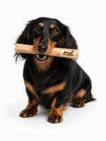 Black and tan dachshund holding a natural coffee chew stick from Floppy Ear – 100% natural long-lasting dog chew