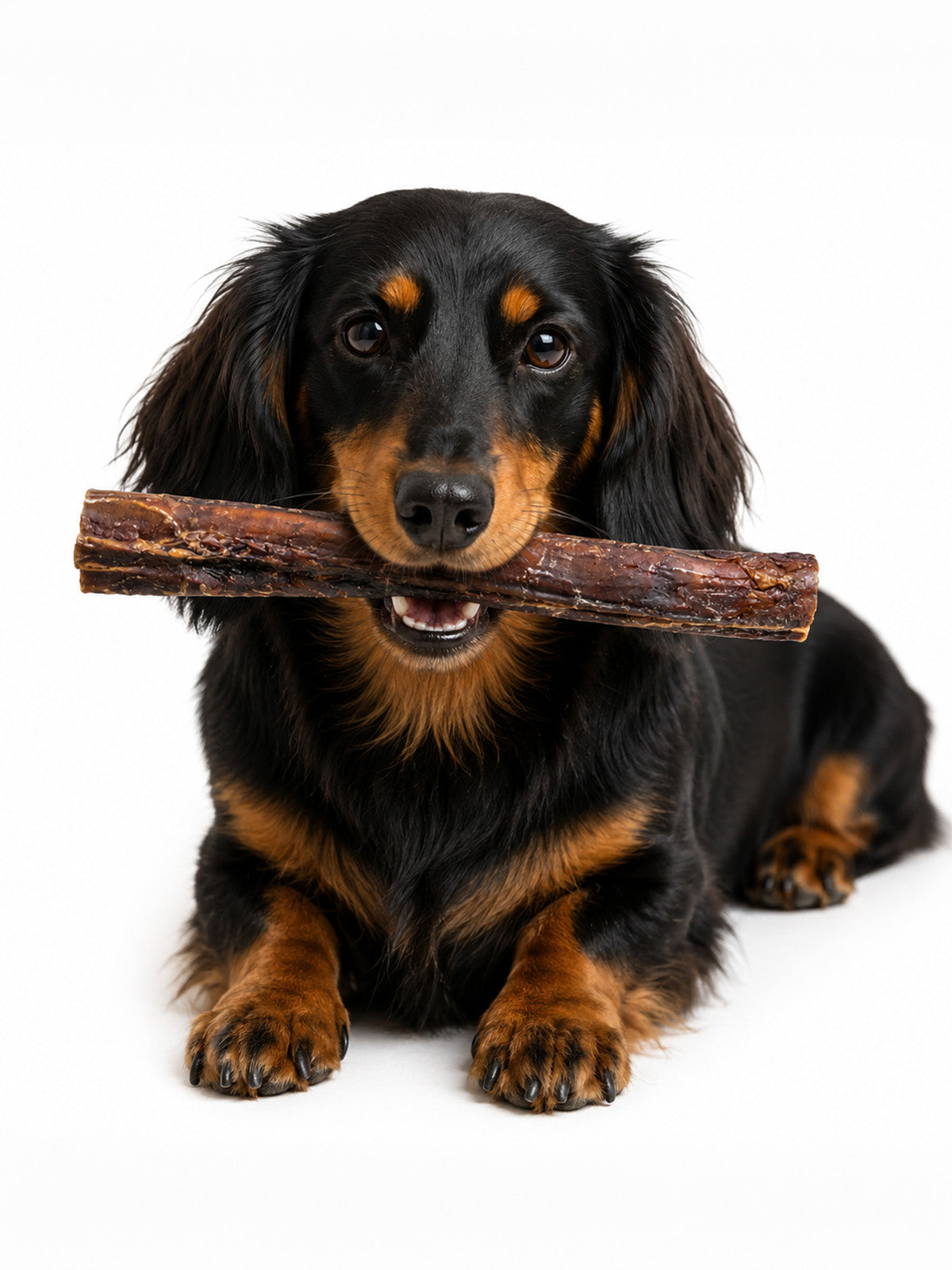 Black and tan dachshund holding a jumbo bull pizzle dog chew from Floppy Ear – high protein long-lasting dental treat