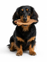 Black and tan dachshund holding a natural air-dried pig ear dog chew from Floppy Ear – long-lasting high protein dental treat