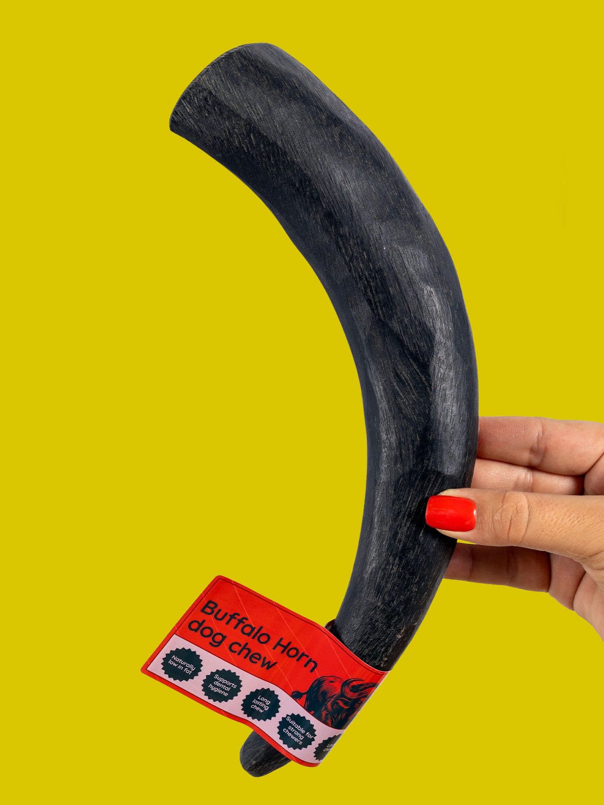 Floppy Ear Buffalo Horn Dog Chew Large size on yellow background