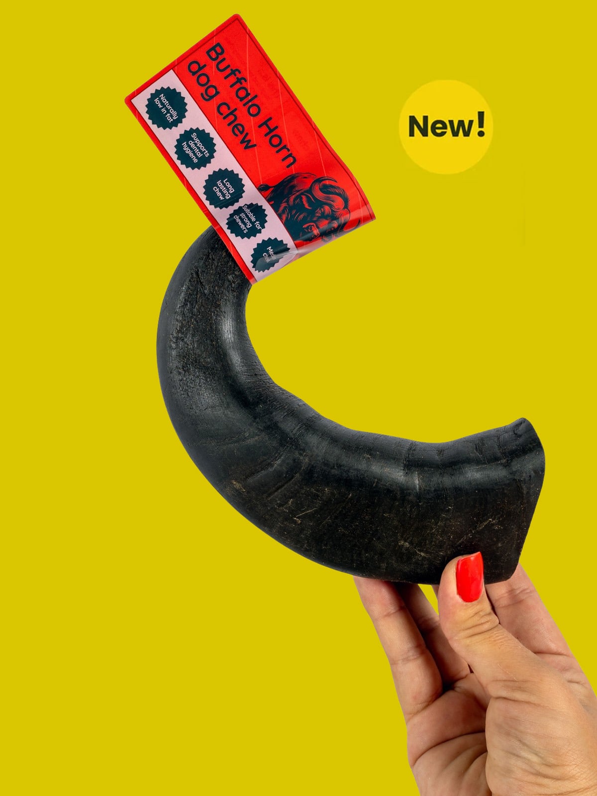 Floppy Ear Buffalo Horn Dog Chew Medium size New product on yellow background
