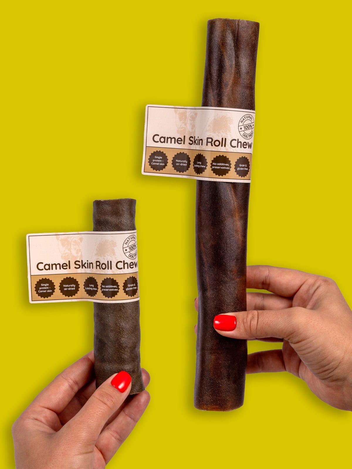 Floppy Ear Camel Skin Roll Chew Small and Large sizes held in hands