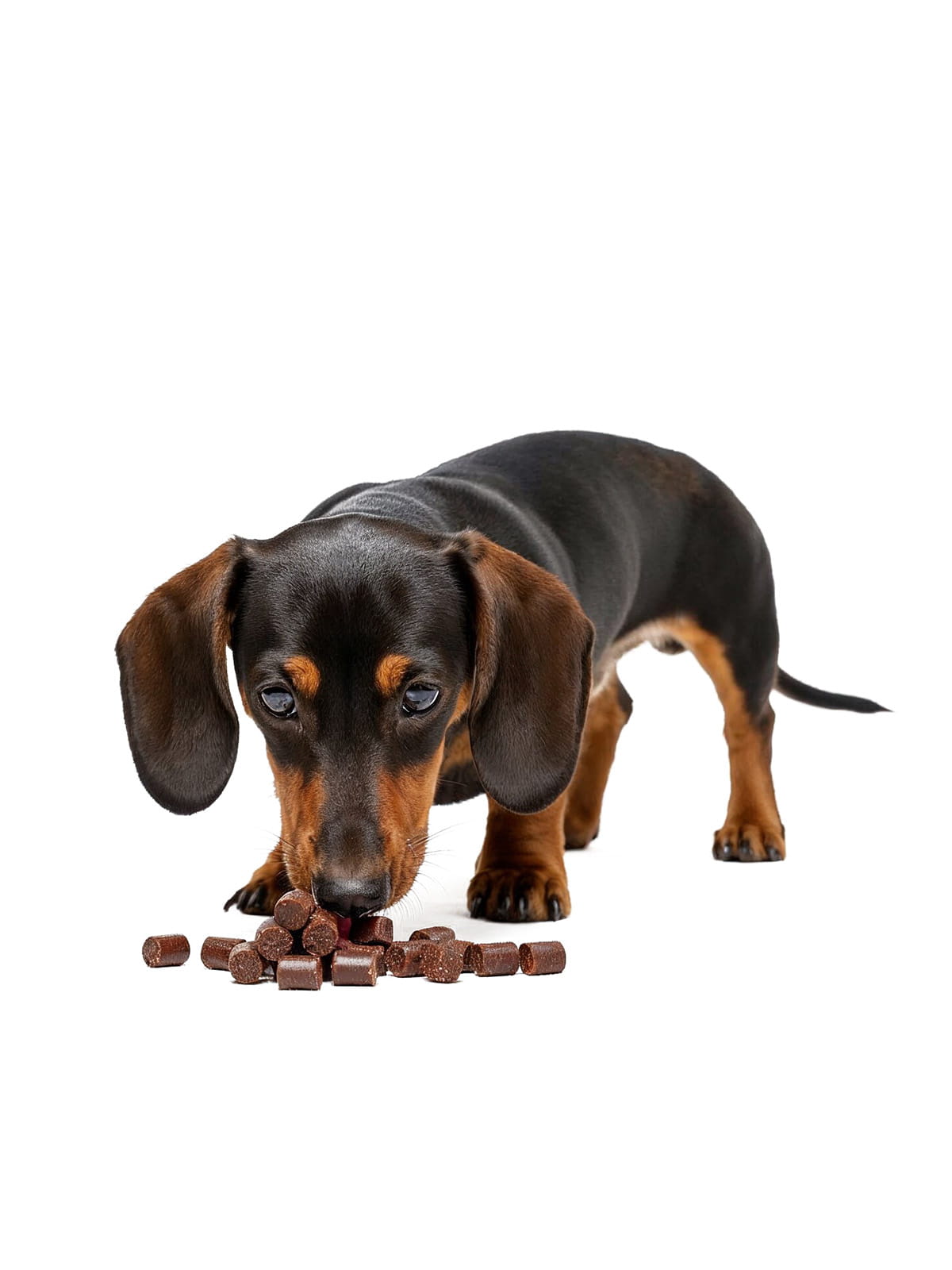 Dachshund eating probiotic soft chews for digestion and gut health