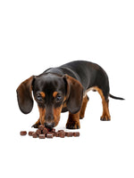 Dachshund eating probiotic soft chews for digestion and gut health