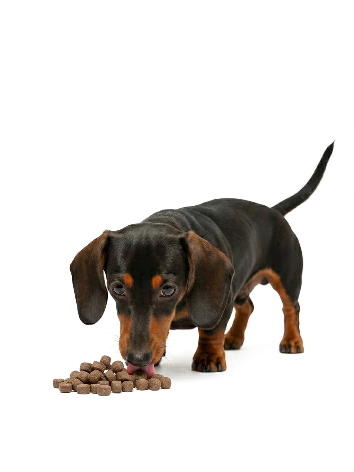 Dachshund eating skin care soft chews for healthy skin and coat