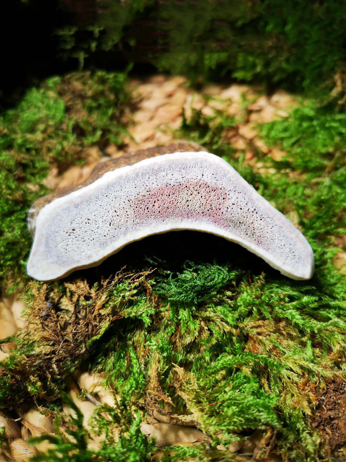 Floppy Ear 100% Natural Fallow Deer Antler Chew cross section close up showing porous texture on moss