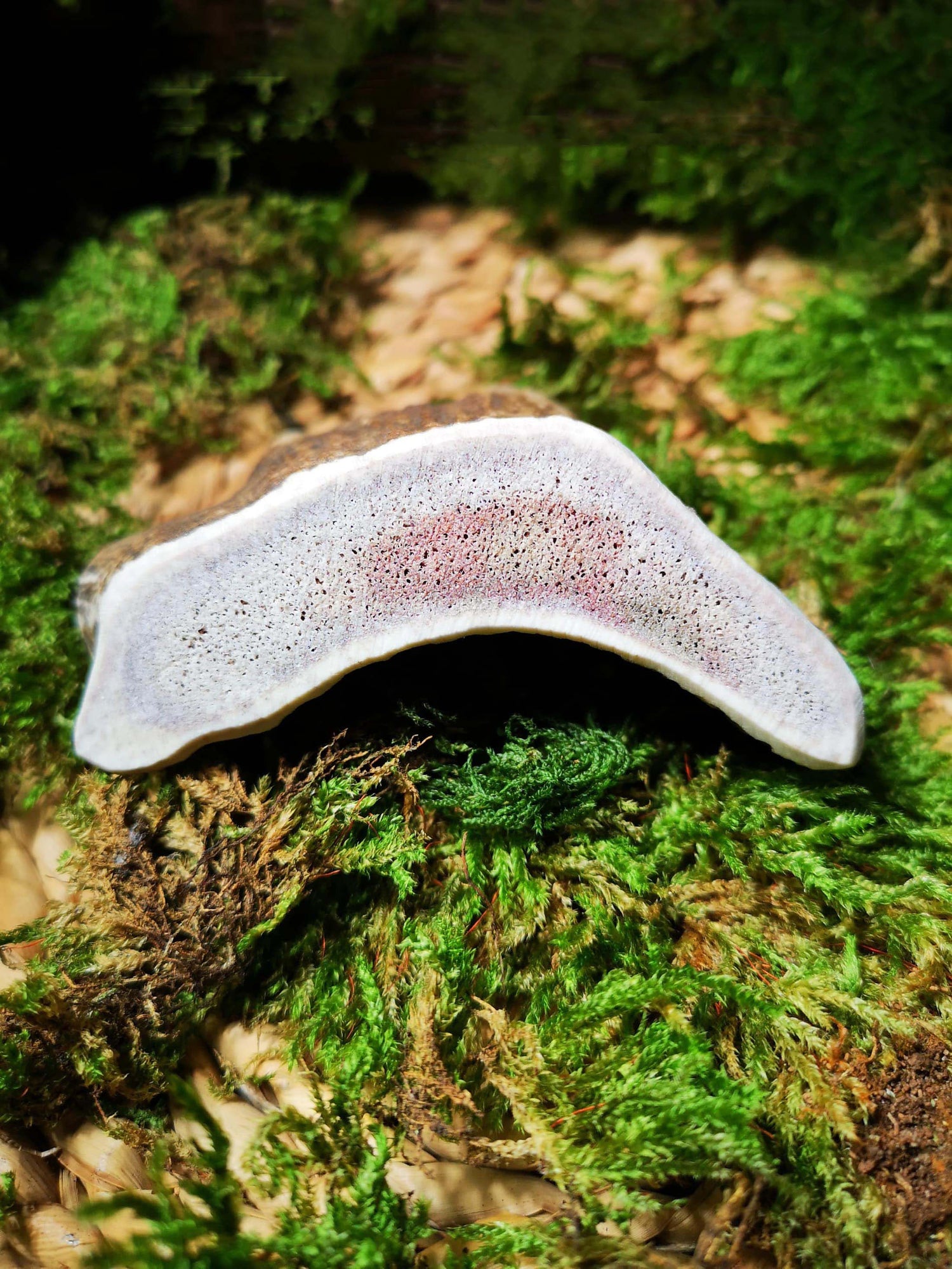 Floppy Ear 100% Natural Fallow Deer Antler Chew cross section close up showing porous texture on moss