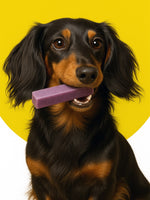Dachshund dog chewing Floppy Ear Himalayan Yak Chew Blueberry Flavour
