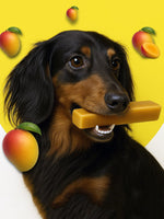 Dachshund dog chewing Floppy Ear Himalayan Yak Chew Mango Flavour surrounded by mangoes