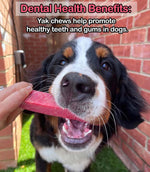 Bernese Mountain Dog chewing Floppy Ear Himalayan Yak Chew Strawberry Flavour