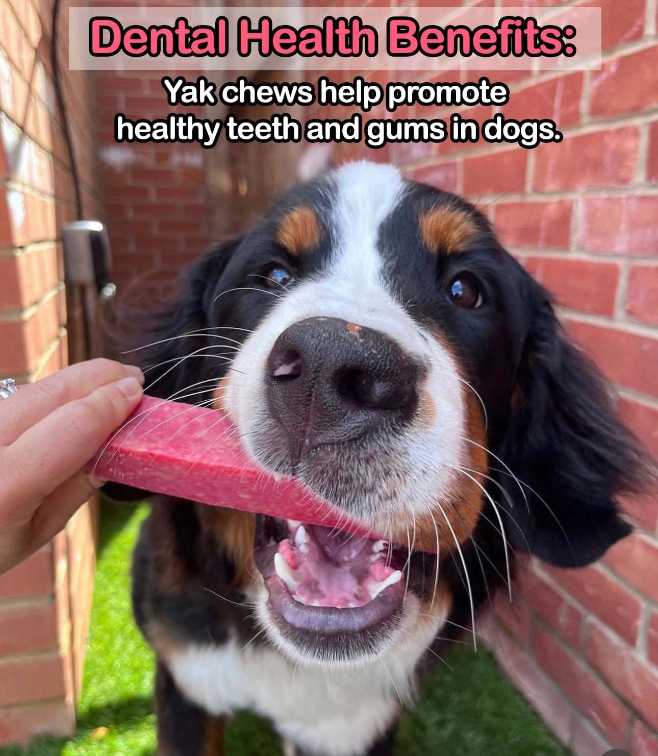 Bernese Mountain Dog chewing Floppy Ear Himalayan Yak Chew Strawberry Flavour