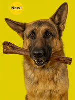 German Shepherd dog happily chewing Floppy Ear Ostrich Bone Dog Chew New product
