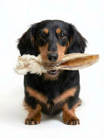 Happy long-haired dachshund holding Floppy Ear rabbit ear with fur chew in its mouth on white background