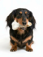 Happy long-haired dachshund holding Floppy Ear rabbit foot with fur chew in its mouth on white background