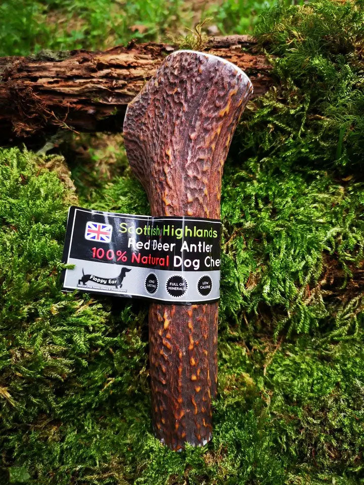 Floppy Ear Scottish Highlands 100% Natural Red Deer Antler Chew Extra Large size on moss