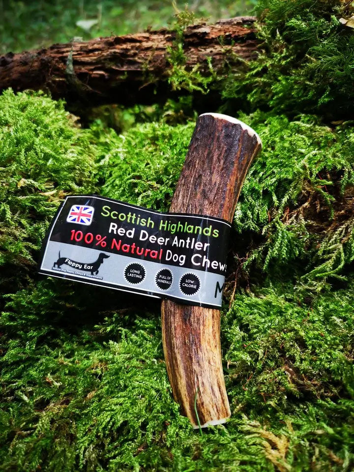 Floppy Ear Scottish Highlands 100% Natural Red Deer Antler Chew Medium size on moss