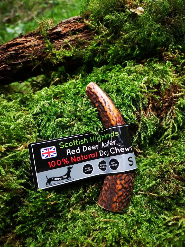 Floppy Ear Scottish Highlands 100% Natural Red Deer Antler Chew Small size on moss