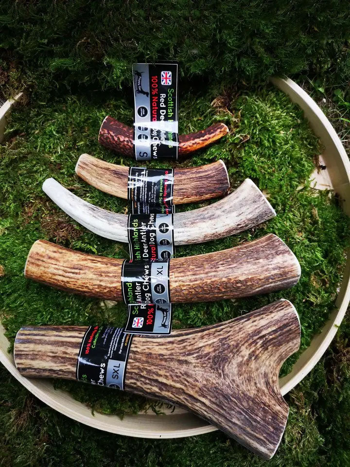 Floppy Ear Scottish Highlands Red Deer Antler Chews all sizes S to SXL displayed in wooden bowl on moss