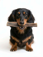 Happy long-haired dachshund holding Floppy Ear Dried Venison Skin Chew in its mouth on white background