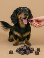 Dog receiving a wild meat cube treat from a hand 