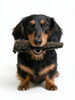 Happy long-haired dachshund holding Floppy Ear natural dried beef tripe chew in its mouth on white background