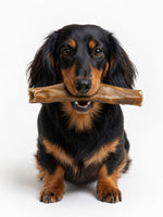 Black and tan dachshund holding a natural air-dried lamb skin dog chew from Floppy Ear – long-lasting high protein dental treat