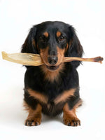 Happy long-haired dachshund holding a Floppy Ear Dried Rabbit Ear Chew in its mouth on white background