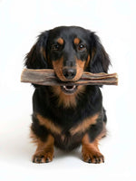 Happy long-haired dachshund holding Floppy Ear Dried Venison Skin Chew in its mouth on white background